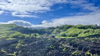 Ilha do Pico, Madalena, Azores, Portugal