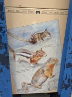 42. Tierische Bewohner von Kanada