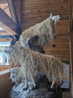 54. Rogers Pass im Glacier Nationalpark