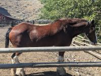 81. Hat Creek Ranch, Cache Creek, Kanada