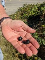 133. Beerensammler Don in Coombs, Vancouver Island