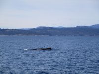172. Walbeobachtung Victoria, Vancouver Island