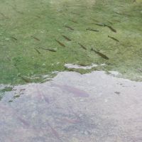 ...und Fische begleiten uns