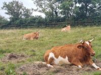 Jersey Cow on Sark