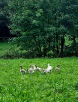 The Green lanes (4)