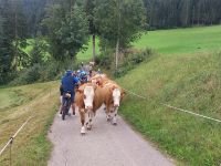 2024-09_Kaiserwinkel-Rad: Bitte, Vorfahrt beachten!