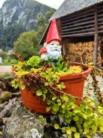 Gartenzwerge gibt es hier auch