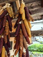 Der Mais hängt schon zum Trocknen in der Scheune