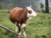 Die Kühe stört der Regen nicht, Vrsic Paß