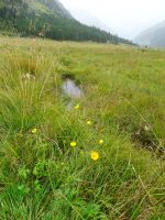 Pontresina, im Rosegtal