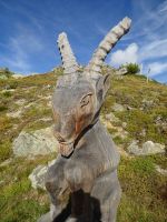 Der Steinbock grüßt...