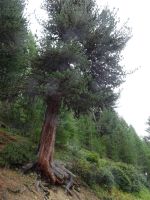 ... mit prächtiger Zirbe, auch Arven genannt