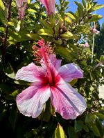 Tag 2 - Hibiskus 