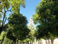 Orangenhof in Mezquita Córdoba