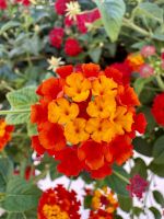 Tag 3 - Wandelröschen