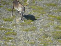 Hurtigruten: unterwegs zum Nordkap
