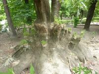 Ganz anders als dieser Baum. Dieser dürfte schon an uralt heranreichen