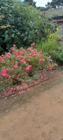 Botanischer Garten in St. Helier