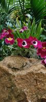 Orchid Foundation