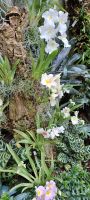 Orchid Foundation