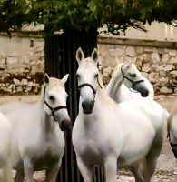 Die bildschönen Lippizanerhengste in Lipica