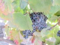 alles hängt voller Trauben