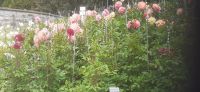 Insel Mainau