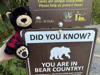 11. Tag – Kamloops bis Clearwater – Wells Gray Park – Hier gibt es Bären!