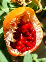 Die Passionsfrüchte sind reif, Stanjel