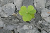 zartes Pflänzchen am Hotel