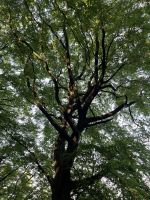 Buchenwald, Königsstuhl, Rügen, Deutschland