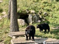 Omega NP, Montebello