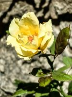 Die Rosen blühen in Smartno