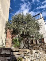 Kleiner Olivenbaum in Smartno