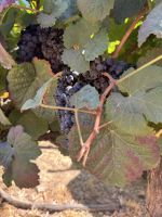 Besuch eines Weingutes (4)