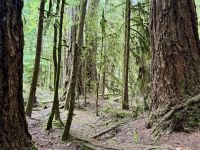 14. Tag – Parksville bis Tofino – Cathedral Grove