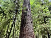 14. Tag – Parksville bis Tofino – Cathedral Grove – Big Tree