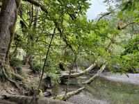 14. Tag – Parksville bis Tofino – Cathedral Grove