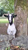 Bunratty Folk Park