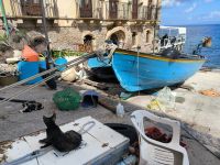 Scilla