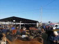 auf dem Viehmarkt in Karakol
