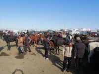 auf dem Viehmarkt in Karakol