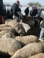 auf dem Viehmarkt in Karakol