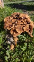20240910 7 Herbst.jpg