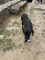 Ausgrabungshund