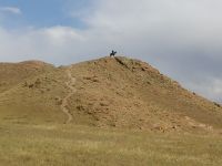 Vorführung der Greifvögel-Jagd: die Berkuttschi