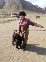 Vorführung der Greifvögel- und Hund-Jagd durch Berkuttschi: die Hunderasse Taigan