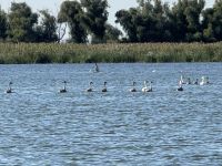 Tiererkundung mit einer Katamaran Fahrt im oberen Donaudelta