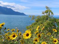 104 Montreux Uferpromenade