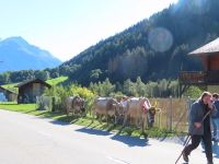 200 Fieschertal - Alpabzug